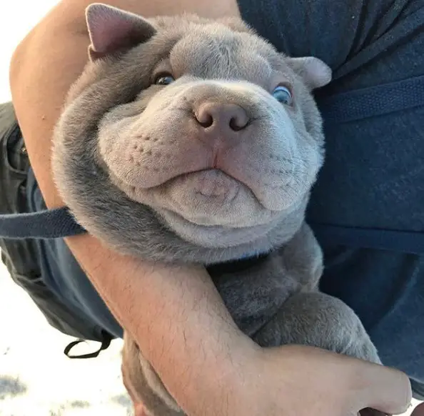 gray Shar Pei in a man's arms