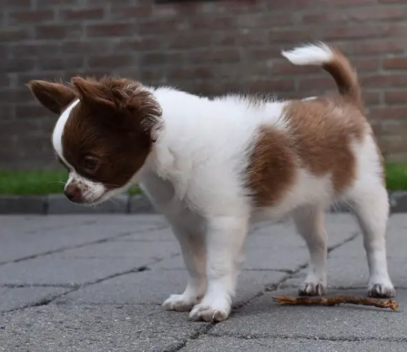 Chihuahua puppy standing on the pavement while staring down at something