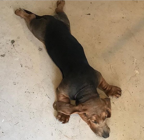 Basset Hound puppy lying flat on the floor while sleeping