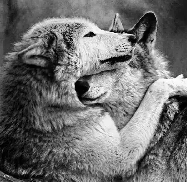 wolves hugging each other