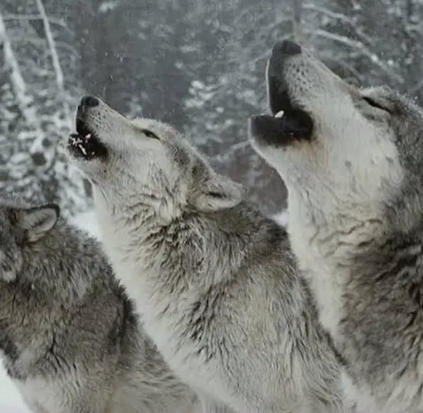three howling Wolves in forest while its snowing