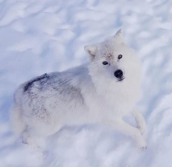 A white Wolf in snow