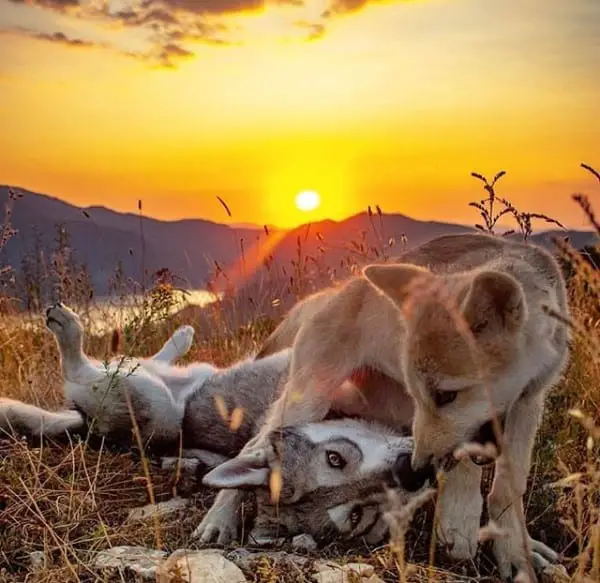 two Wolves playing together on top of the mountain in sunset