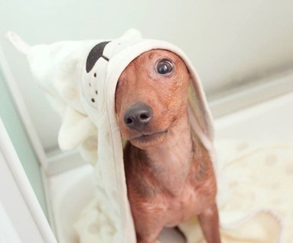 A Miniature Pinscher with a towel over its head while sitting on the floor
