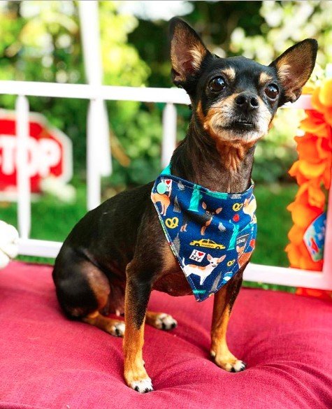 A Miniature Pincher wearing a blue scarf while sitting on the bed