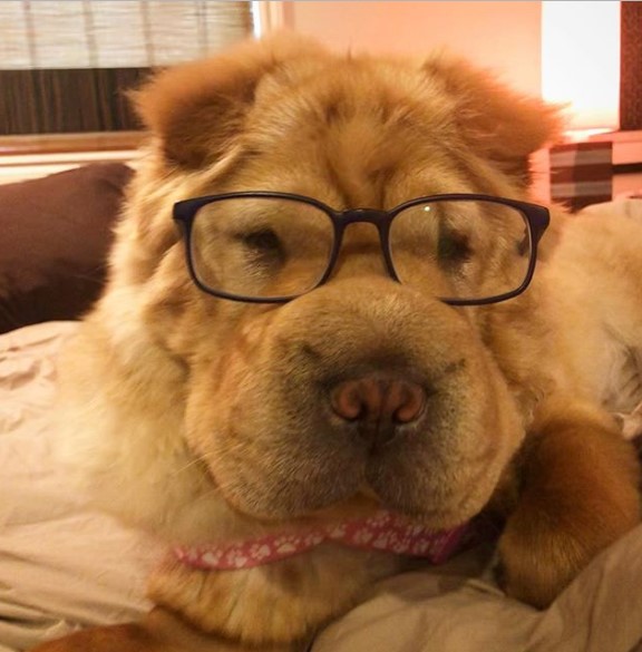 Shar Pei dog wearing glasses