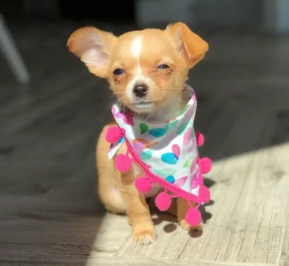 Chihuahua wearing a colorful scarf while sitting on the floor under the sun