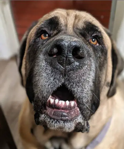 A Mastiff sitting on the floor with its begging face