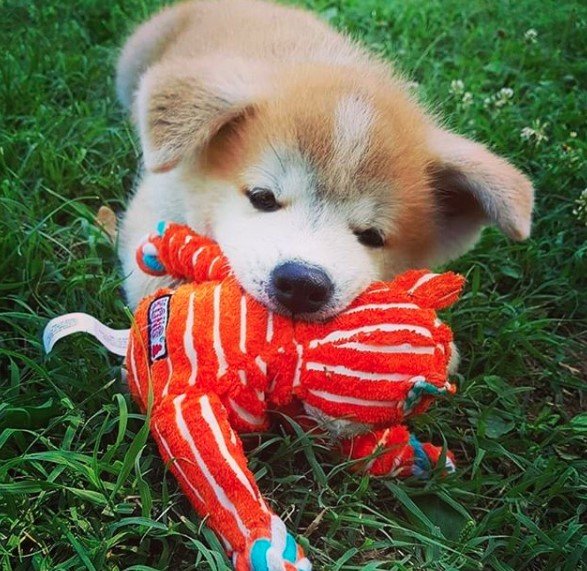 An Akita Inu in the yard playing with its stuffed toy