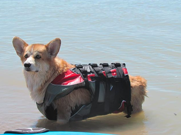 A Corgi standing in the beach while wearing an oversized life jacket