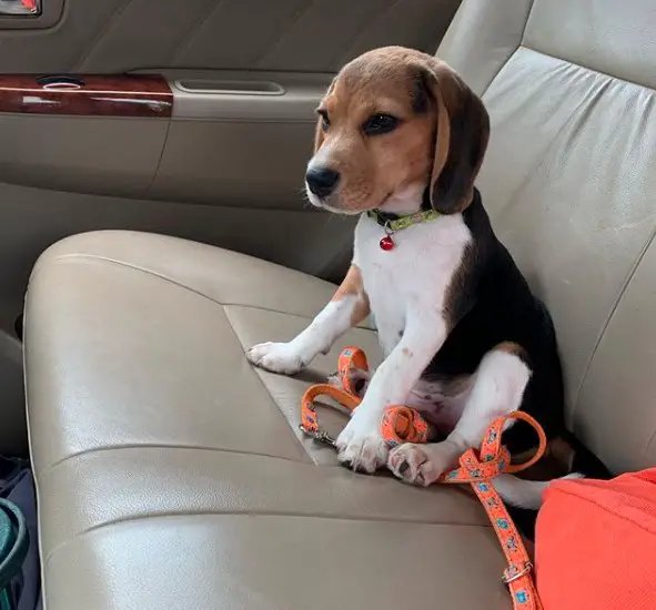Beagle sitting on the car seat