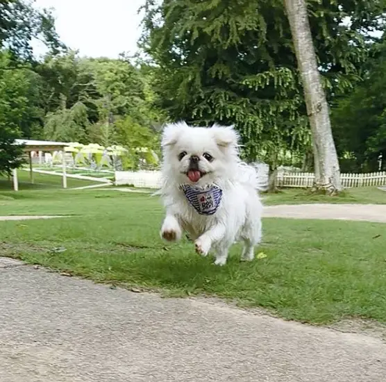 Pekingese running at the park
