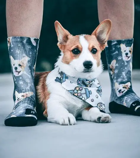 Corgi lying on the floor in between the legs of a person wearing socks with corgi face prints
