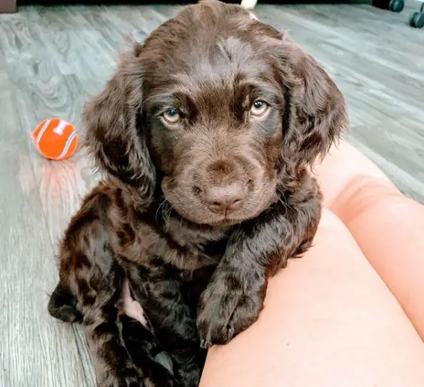 A Boykin Spaniel puppy with its elbow on the lap of the woman sitting on the floor