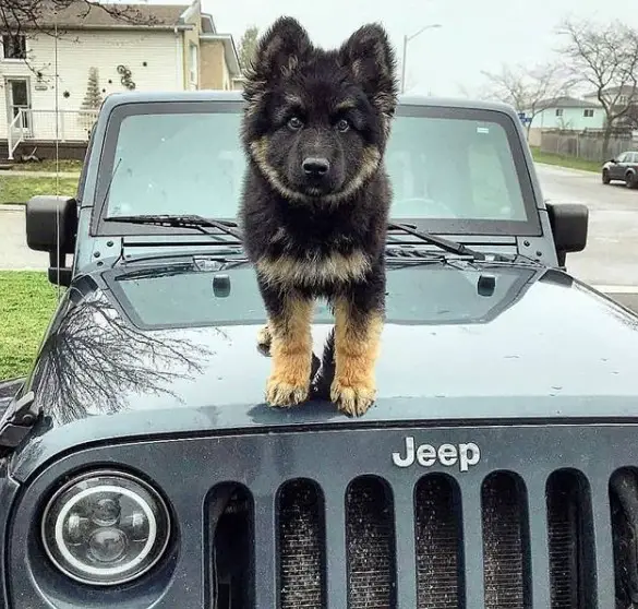 A German Shepherd puppy standing on top of the car