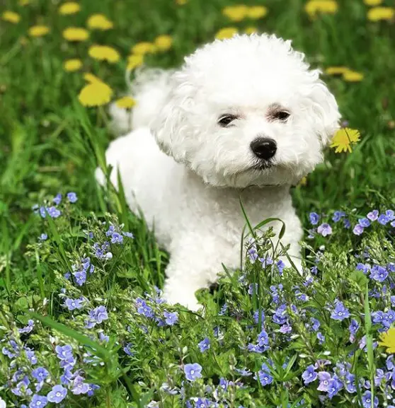 Bichon Frise lying in the field of yellow and purple flowers