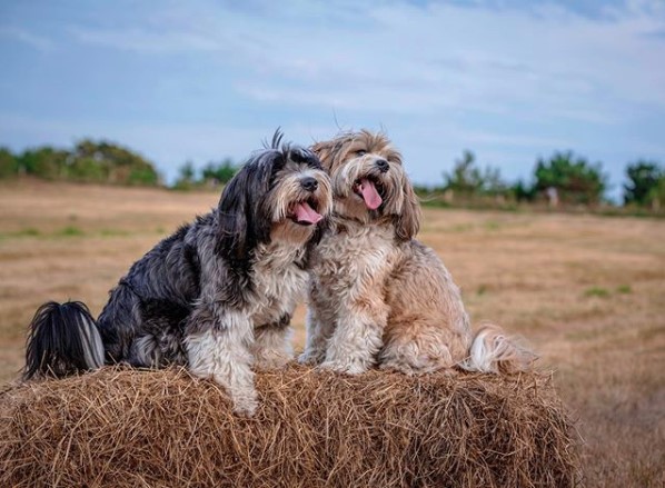 two Tibetan Terriers sitting on top of the bale of hay