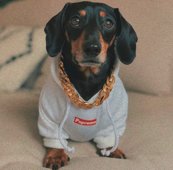 Dachshund wearing a gold chain necklace and a 