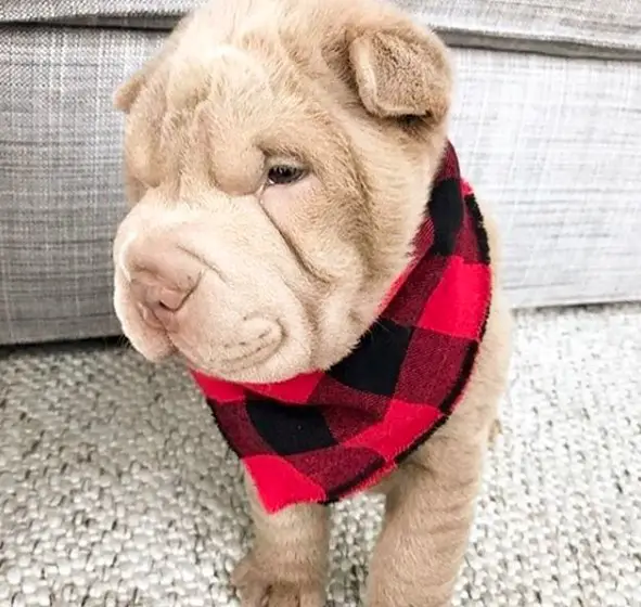 Shar Pei wearing a red checkered scarf around its neck