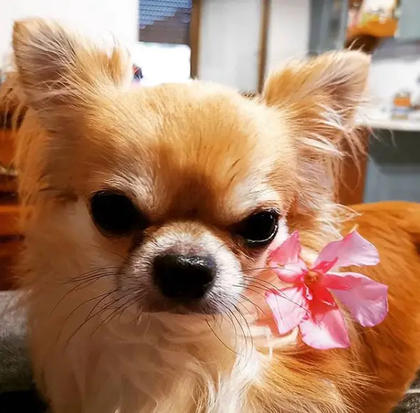 grumpy Chihuahua with a pink flower on the side of her face