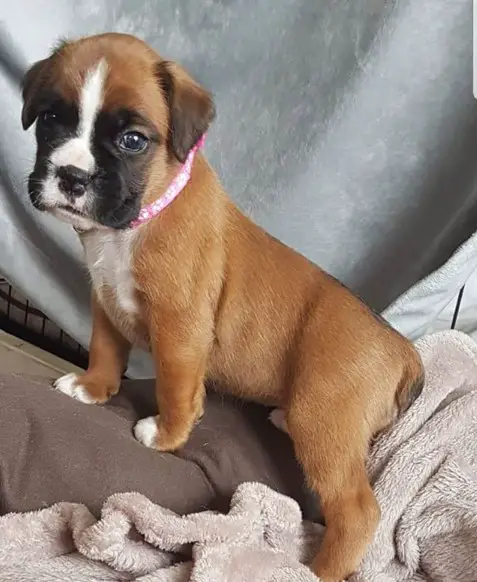A Boxer puppy standing on the bed