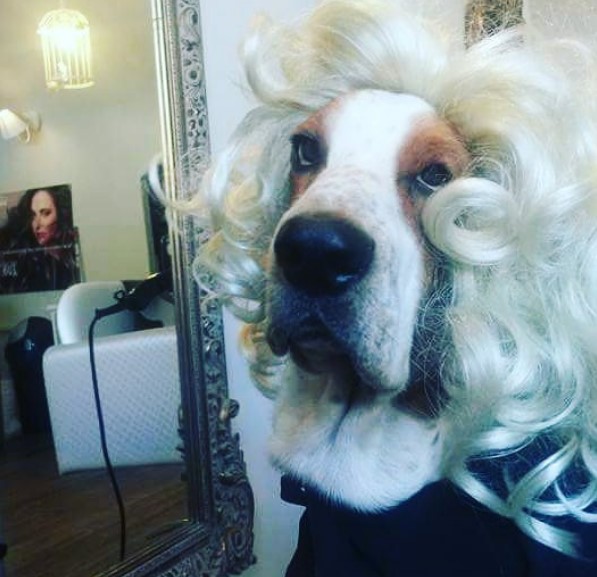 Basset Hound wearing a white curly wig on top of its head