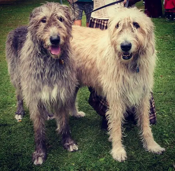 two Irish Wolfhound standing on the grass with a man behind him
