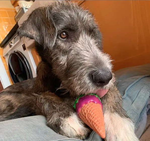 An Irish Wolfhound lying on the bed with its ice cream toy