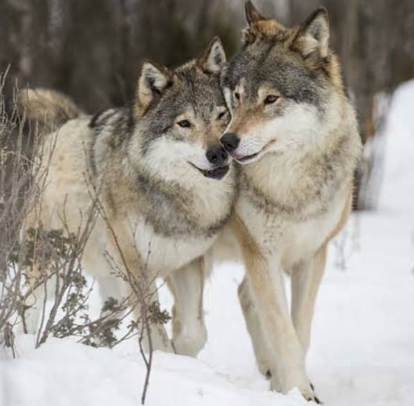 two Wolves walking close to each other in snow