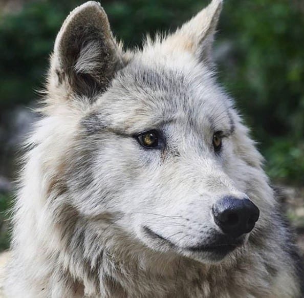 Wolf looking on the side