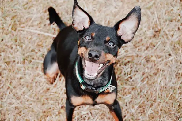 A Miniature Pinscher standing on the hay while smiling