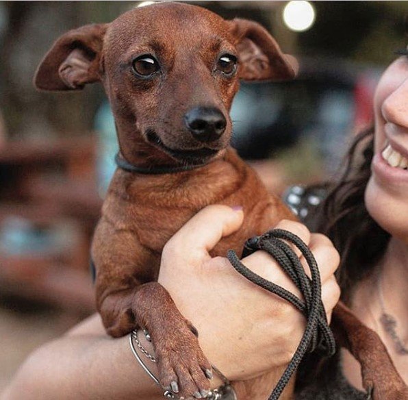 A woman holding a Miniature Pincher