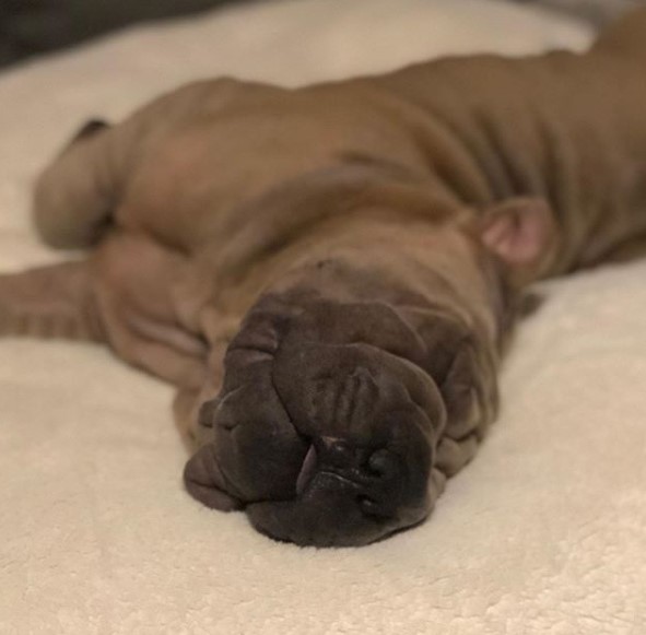 brown Shar Pei sleeping soundly on the bed