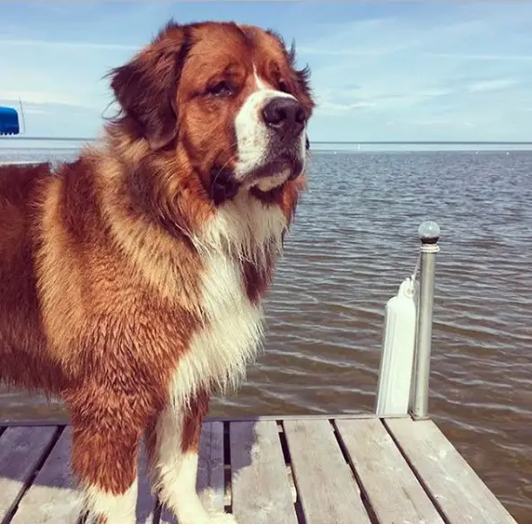 A St. Bernard Dog standing on the wooden pathway by the beach