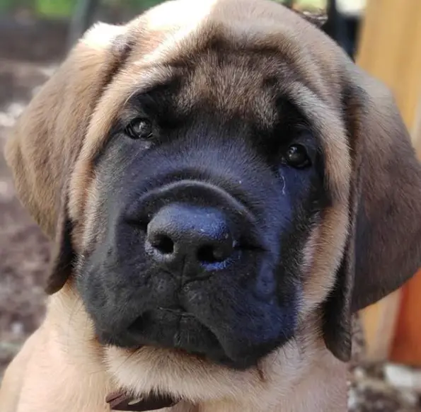 sad face of a Mastiff puppy