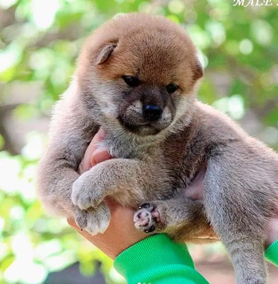 An Akita Inu puppy being held up against the tree