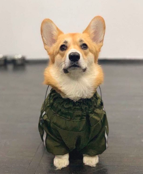 A Corgi wearing a jacket while sitting on the floor with its begging face