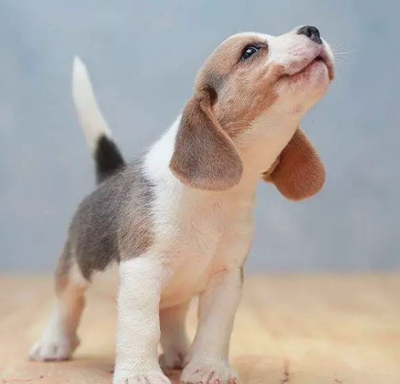 Beagle puppy howling