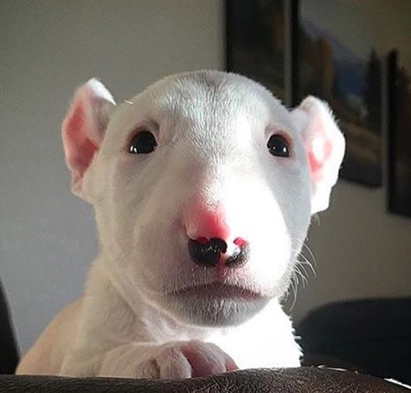 A Bull Terrier Puppy lying on the couch with its begging face