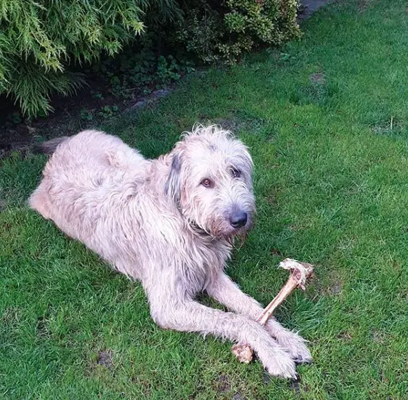 An Irish Wolfhound lying on the grass with a piece of bine in its front legs