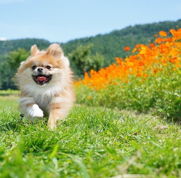 Pekingese running in the field