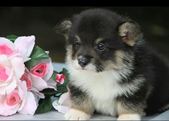 Corgi puppy lying on the table next to a bouquet of flowers