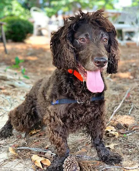 A Boykin Spaniel sitting on the grass while sticking its tongue out