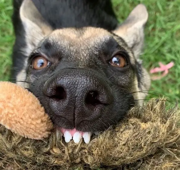 A German Shepherd standing on the grass while holding a toy with its mouth