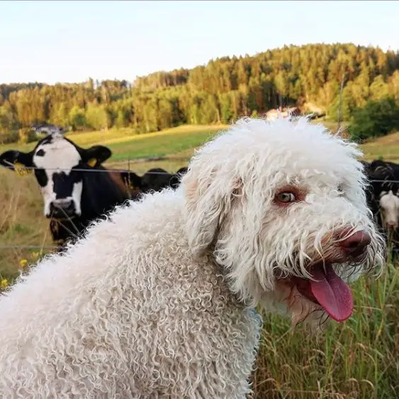 A white Lagotto Romagnolo sitting on field of grass with a cow behind him