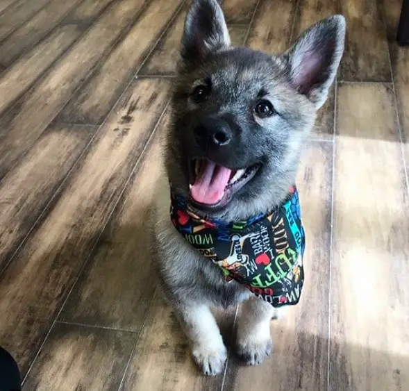 A Norwegian Elkhound puppy sitting on the floor while smiling