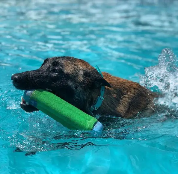 A German Shepherd swimming in the water while holding a toy with its mouth