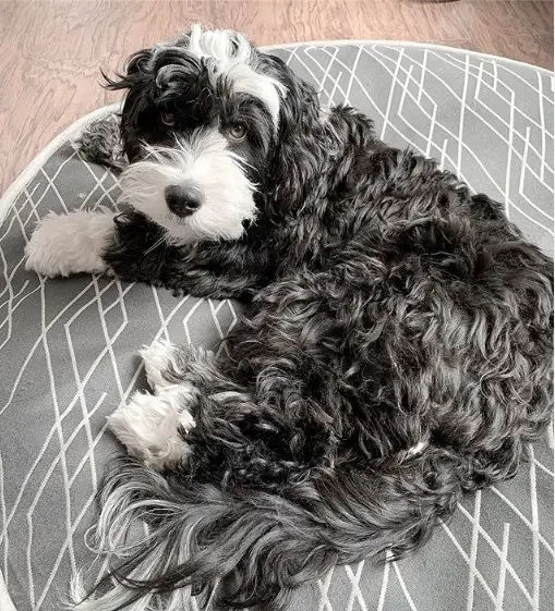 A Tibetan Terrier lying on its bed with its sad face