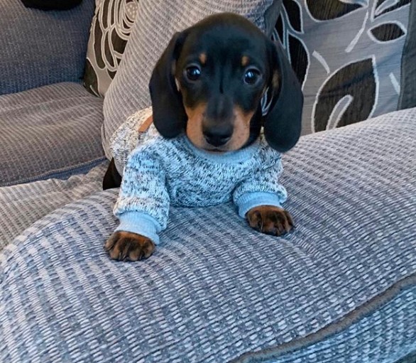 Dachshund puppy on the couch wearing a cute blue long sleeves sweater