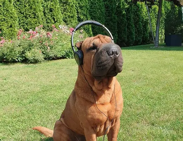 Shar Pei sitting in the yard with head phone in its ears